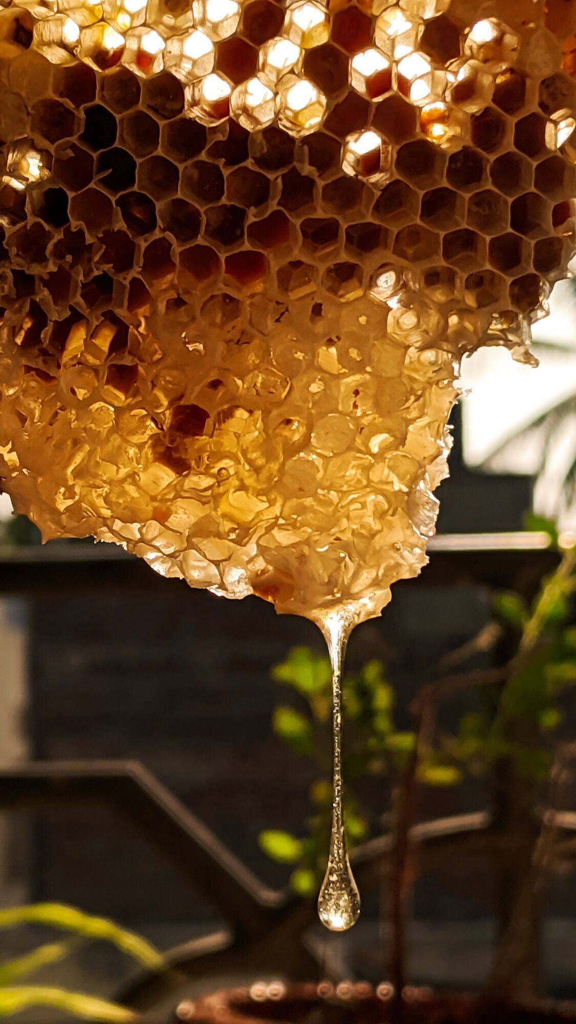 Honig tropft von Honigwabe