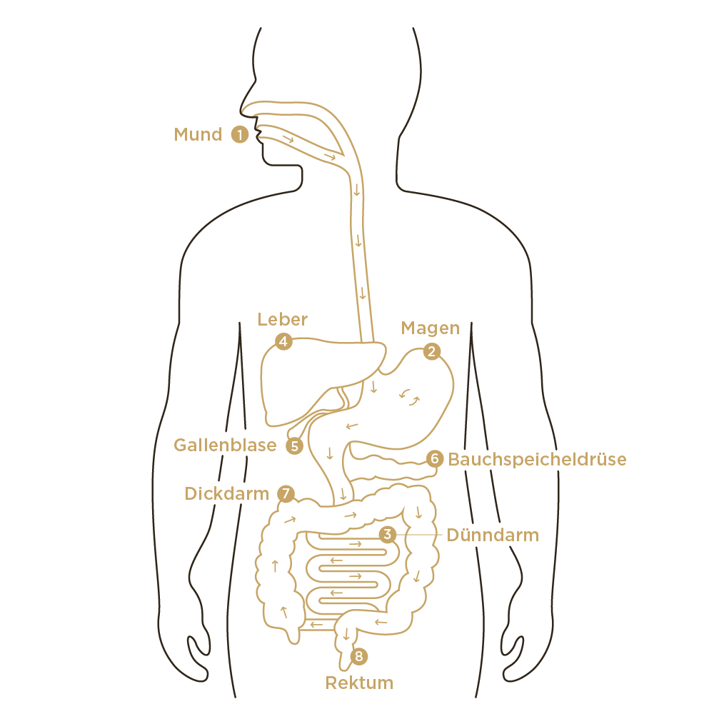 Grafik von Solgar für den Weg der Verdauung