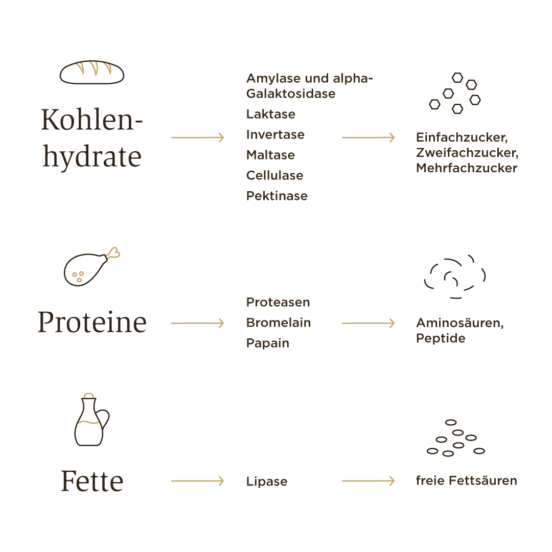 Solgar Verdauungsenzyme Aufgaben Grafik