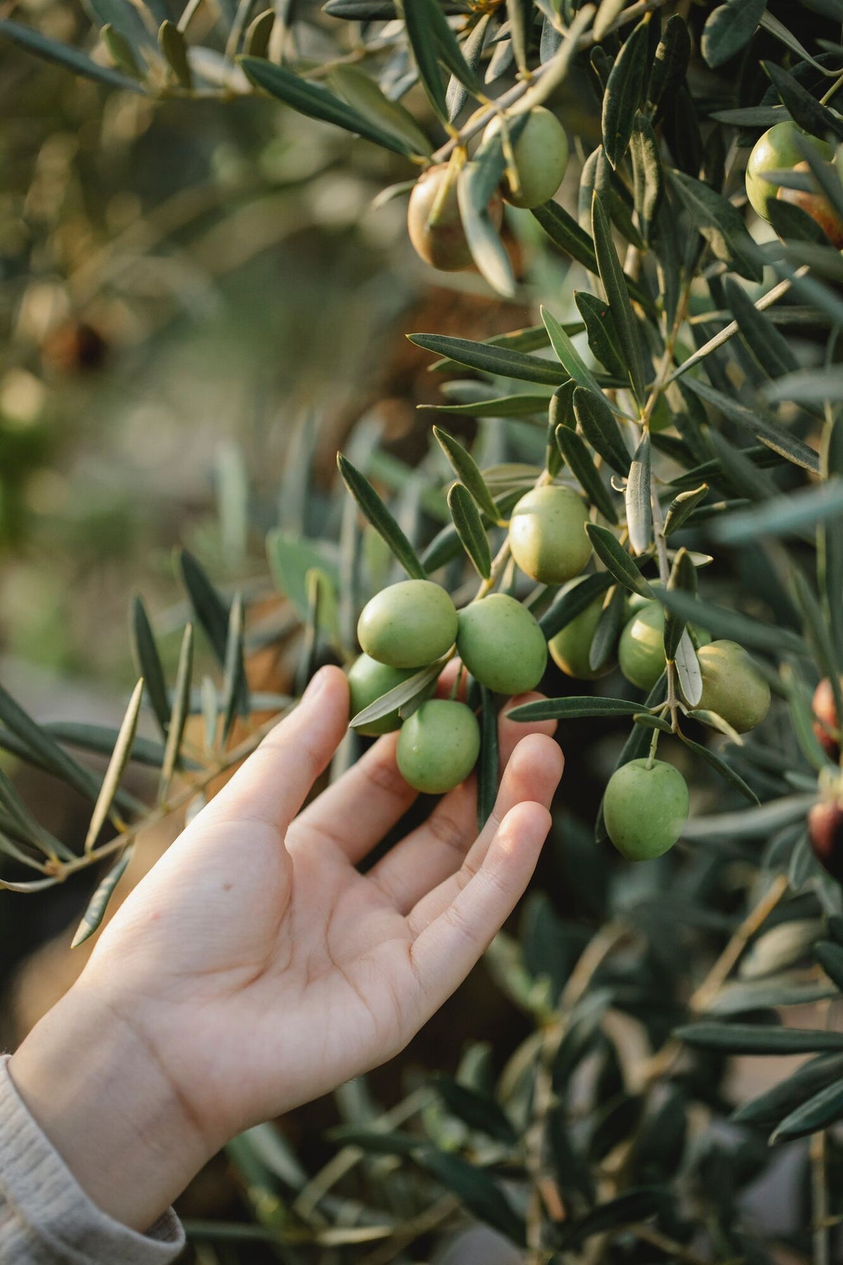 Hand greift nach Oliven in einem Strauch