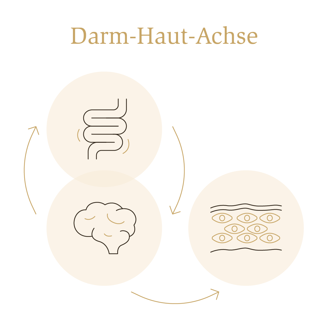 Solgar Grafik zur Darm-Haut-Achse