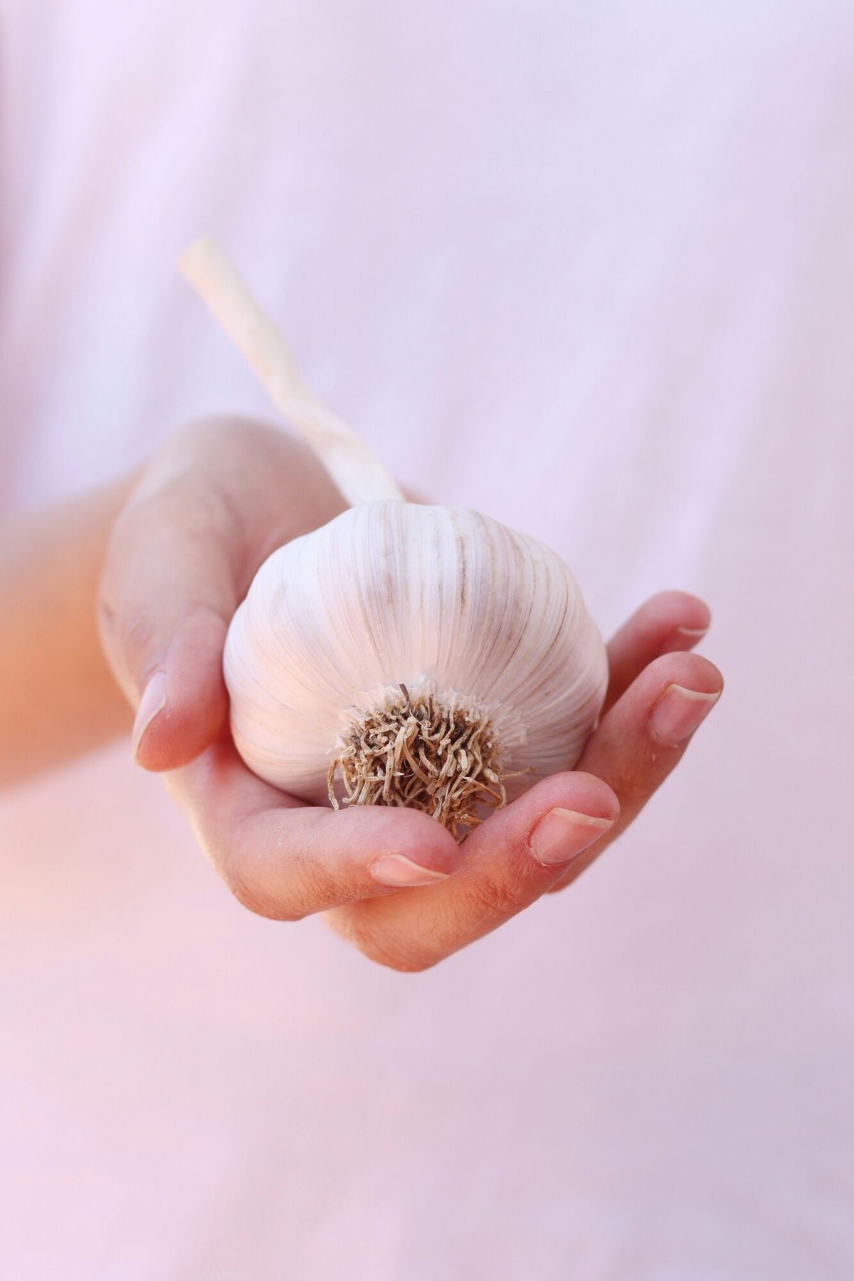 Eine Hand hält einen Knoblauch